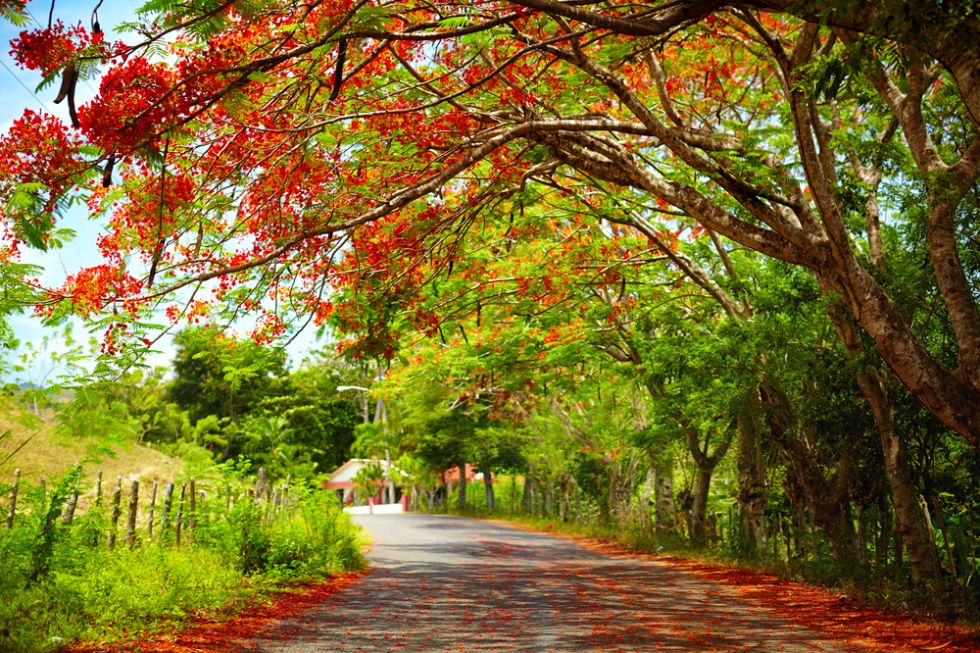 Everything you Wanted to Know About the Poinciana Tree - Brisbane TreeWorx