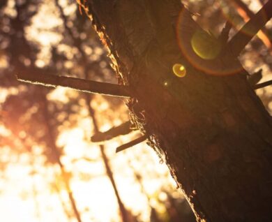 Brisbane Treeworx Tree Services in Queensland