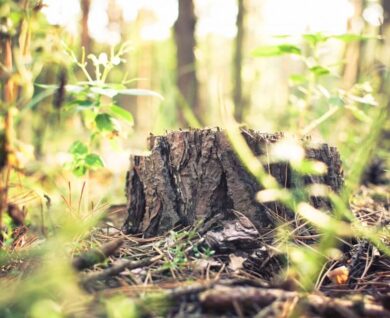 Brisbane Stump Grinding Services in Queensland