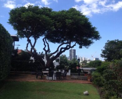 Auchenflower Poinciana tree after pruning, Brisbane, QLD