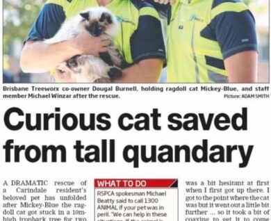 Cat rescue by Brisbane treework in Queensland