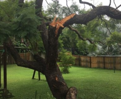 Ashgrove fallen branch in Queensland by Brisbane Treeworx
