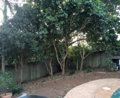 Brighton poolside tree by Brisbane Treeworx