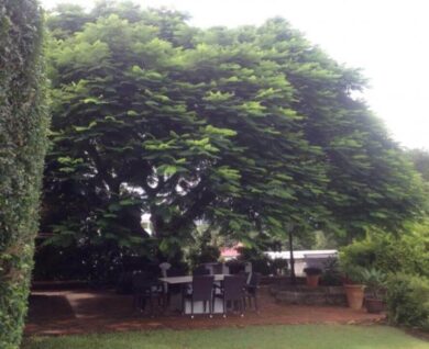 Auchenflower Poinciana tree before pruning, Brisbane, QLD