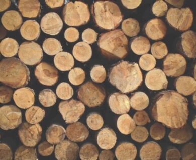 Treeworx service in Queensland by Brisbane Treeworx