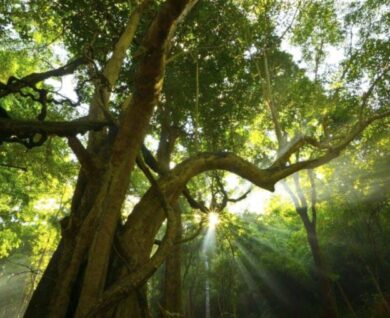 Tree Services by Brisbane Treeworx in Queensland