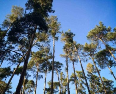 Brisbane Tree Services in Queensland