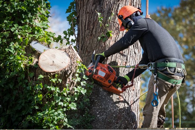 How Tree Removal and Lopping Protects Your Home in Brisbane