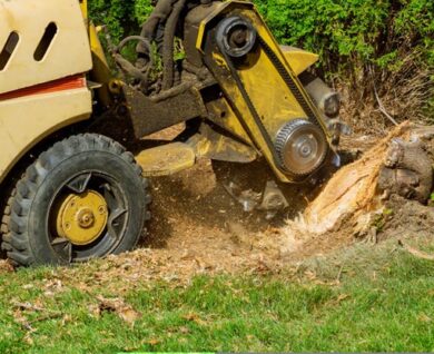 Protect Property from Pest with Stump Grinding in Brisbane