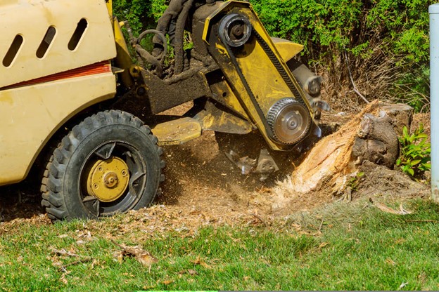 Protect Property from Pest with Stump Grinding in Brisbane