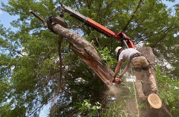 clean up after tree removal