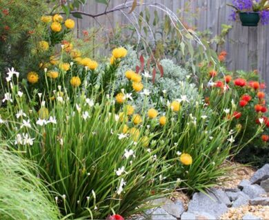 companion planting
