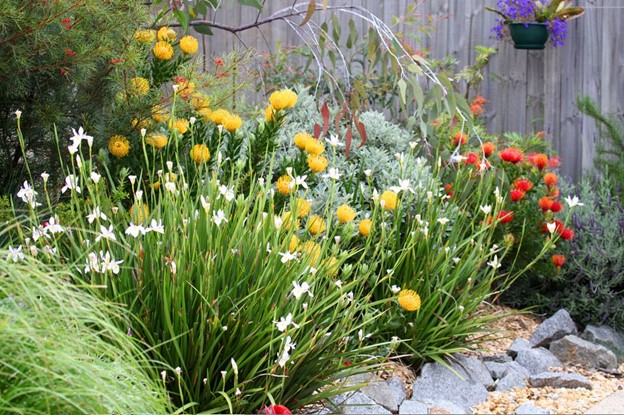 companion planting