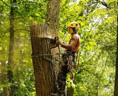 consulting arborists