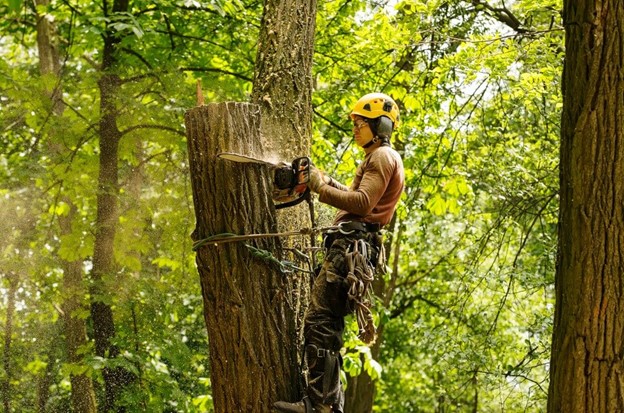 consulting arborists