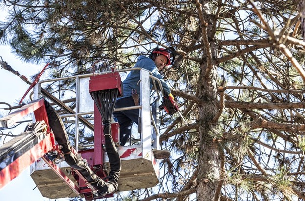 feature trees Brisbane