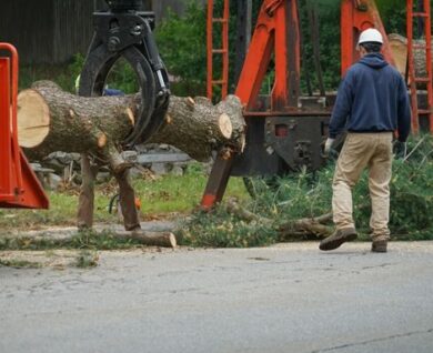 brisbane tree removal
