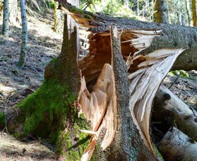 tree safety inspections
