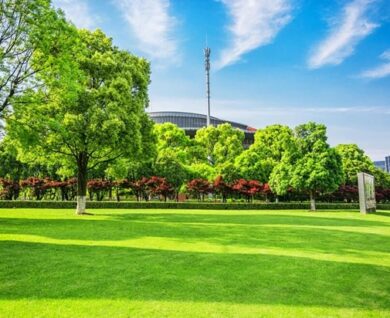 commercial tree services