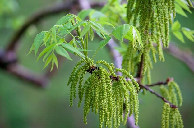 eco-friendly garden trees