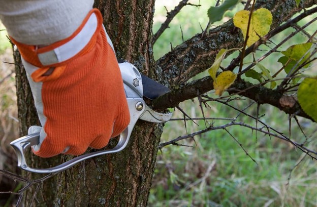 tree pruning