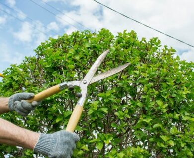 Tree pruning in Brisbane