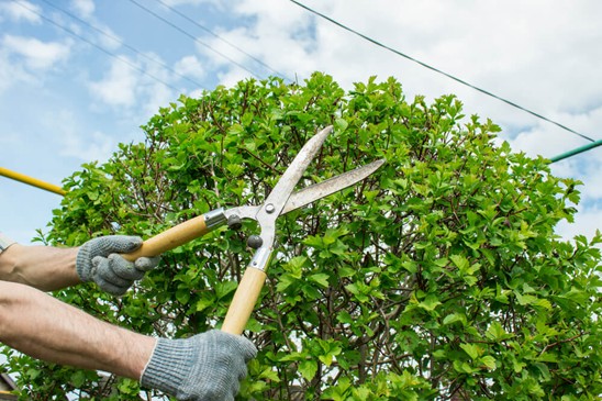Tree pruning in Brisbane