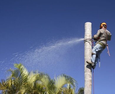 palm tree removal